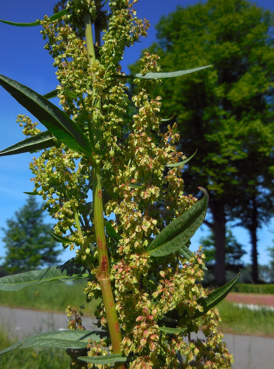 Rumex patientia, Patience Dock